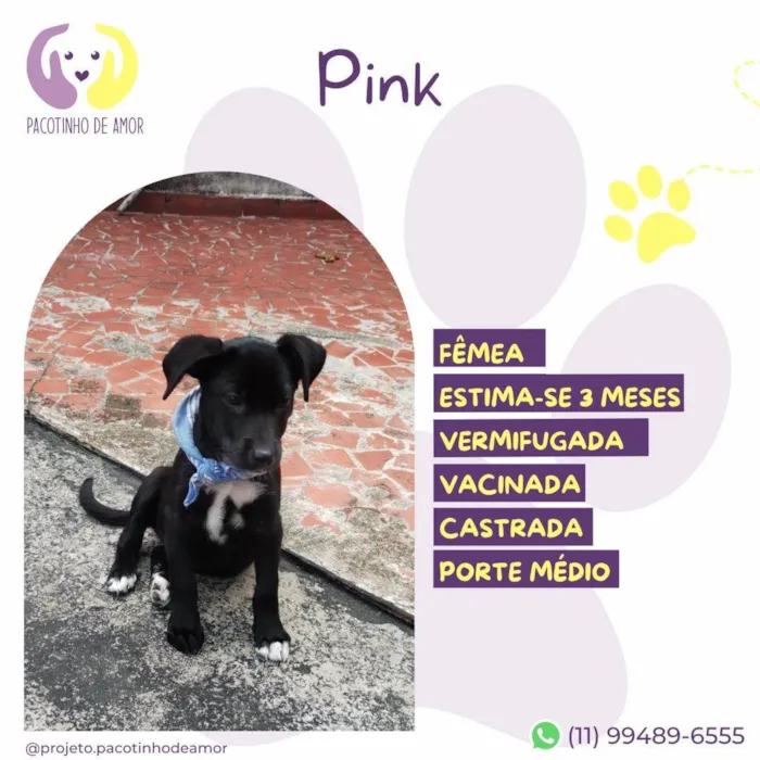 Cachorro ra a SRD-ViraLata idade 2 a 6 meses nome Pink 