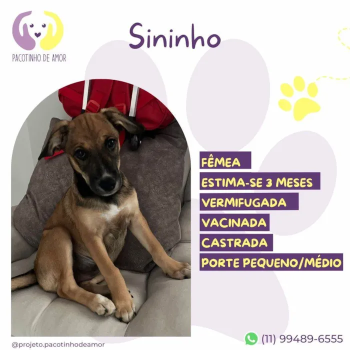 Cachorro ra a SRD-ViraLata idade 2 a 6 meses nome Sininho 