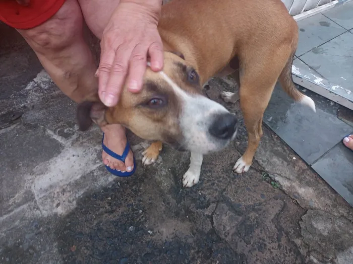 Cachorro ra a SRD-ViraLata idade 5 anos nome Amarelinho/bingo