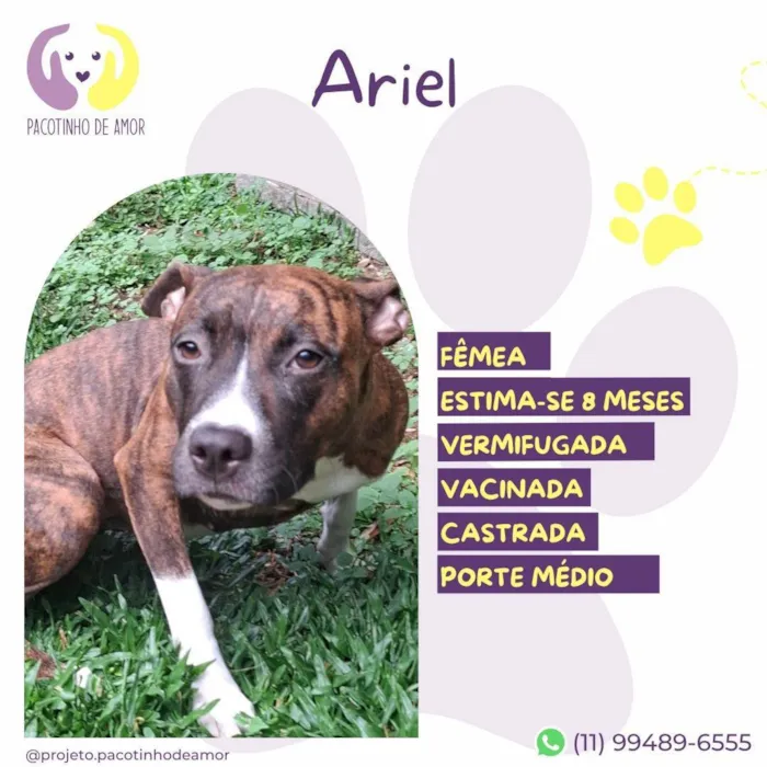 Cachorro ra a SRD-ViraLata idade 7 a 11 meses nome Ariel 