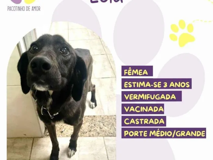 Cachorro ra a SRD-ViraLata idade 3 anos nome Lola