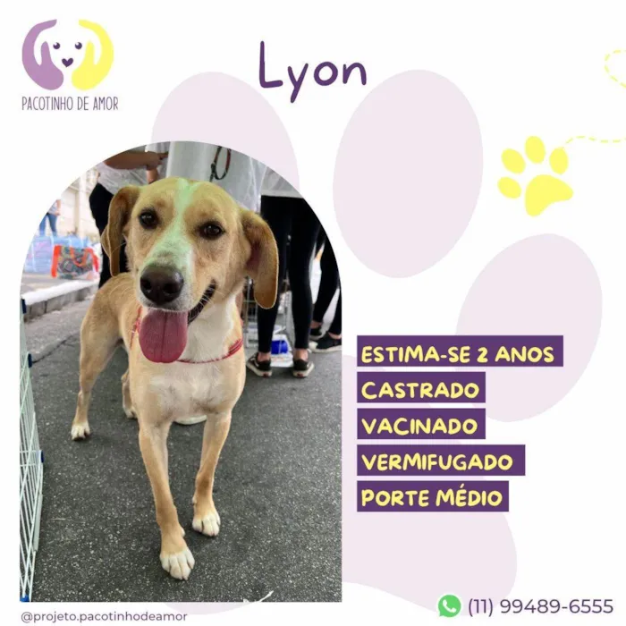 Cachorro ra a SRD-ViraLata idade 1 ano nome Lyon