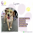 Lyon