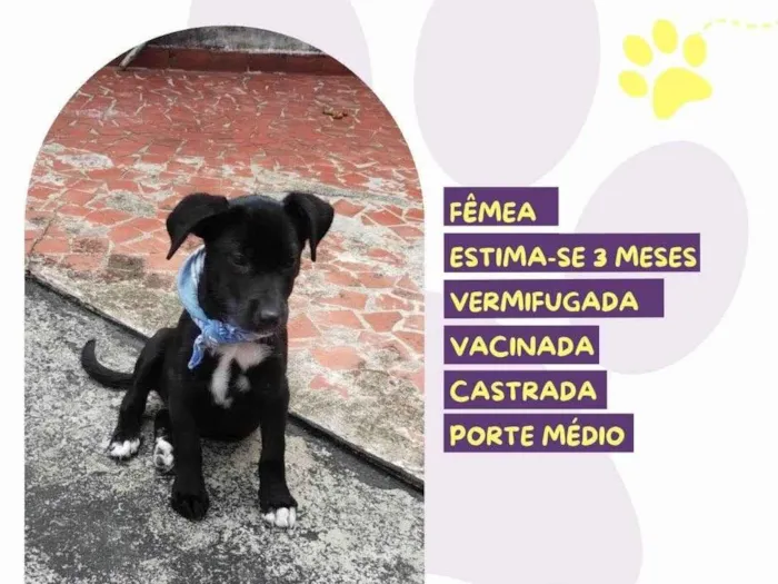 Cachorro ra a SRD-ViraLata idade 2 a 6 meses nome Pink 