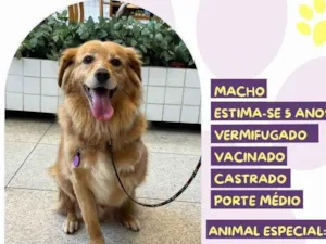 Cachorro raça SRD-ViraLata idade 5 anos nome Perninha