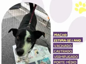 Cachorro raça SRD-ViraLata idade 1 ano nome Zeus