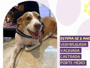 Cachorro raça SRD-ViraLata idade 2 anos nome Zara