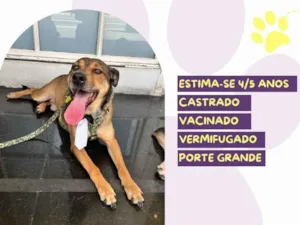 Cachorro raça SRD-ViraLata idade 4 anos nome Pluto