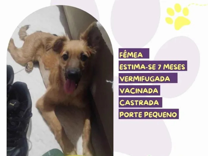 Cachorro ra a SRD-ViraLata idade 7 a 11 meses nome Wini