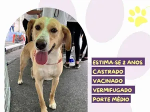 Cachorro raça SRD-ViraLata idade 1 ano nome Lyon