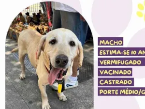 Cachorro raça SRD-ViraLata idade 6 ou mais anos nome Joca