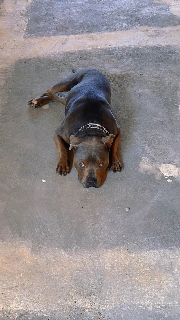 Cachorro ra a Pit-Bull idade 3 anos nome Nhandero