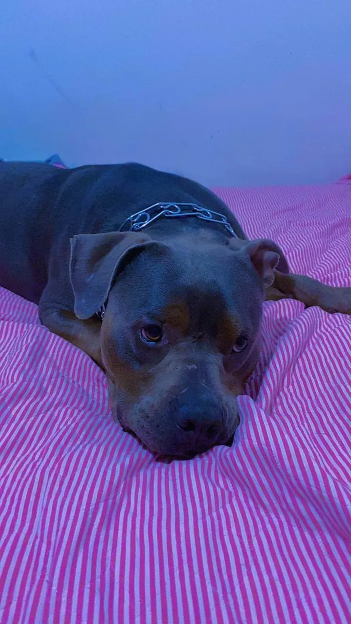 Cachorro ra a Pit-Bull idade 3 anos nome Nhandero