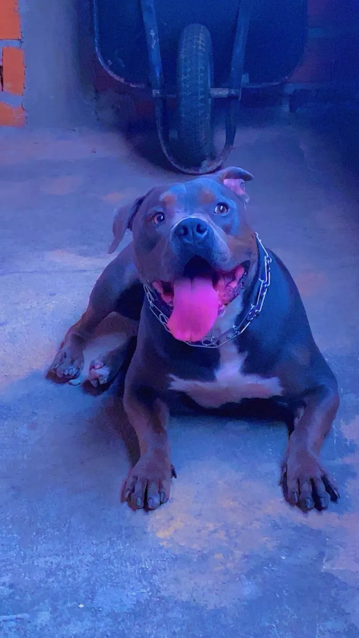 Cachorro ra a Pit-Bull idade 3 anos nome Nhandero