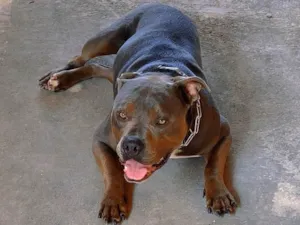 Cachorro raça Pit-Bull idade 3 anos nome Nhandero