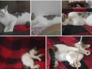 Gato raça SRD-ViraLata idade 2 anos nome Pitoco 