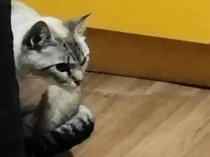 Gato raça SRD-ViraLata idade 2 anos nome Gatinha