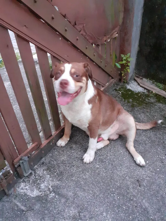 Cachorro ra a Pit-Bull idade 3 anos nome Patricia