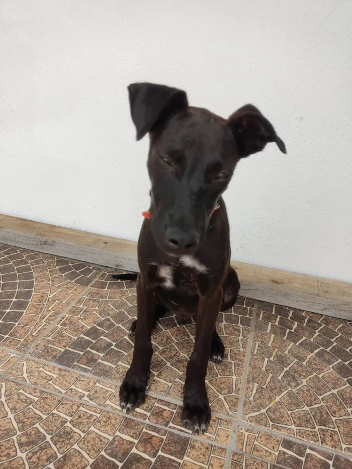 Cachorro ra a SRD-ViraLata idade 2 a 6 meses nome Feijão 