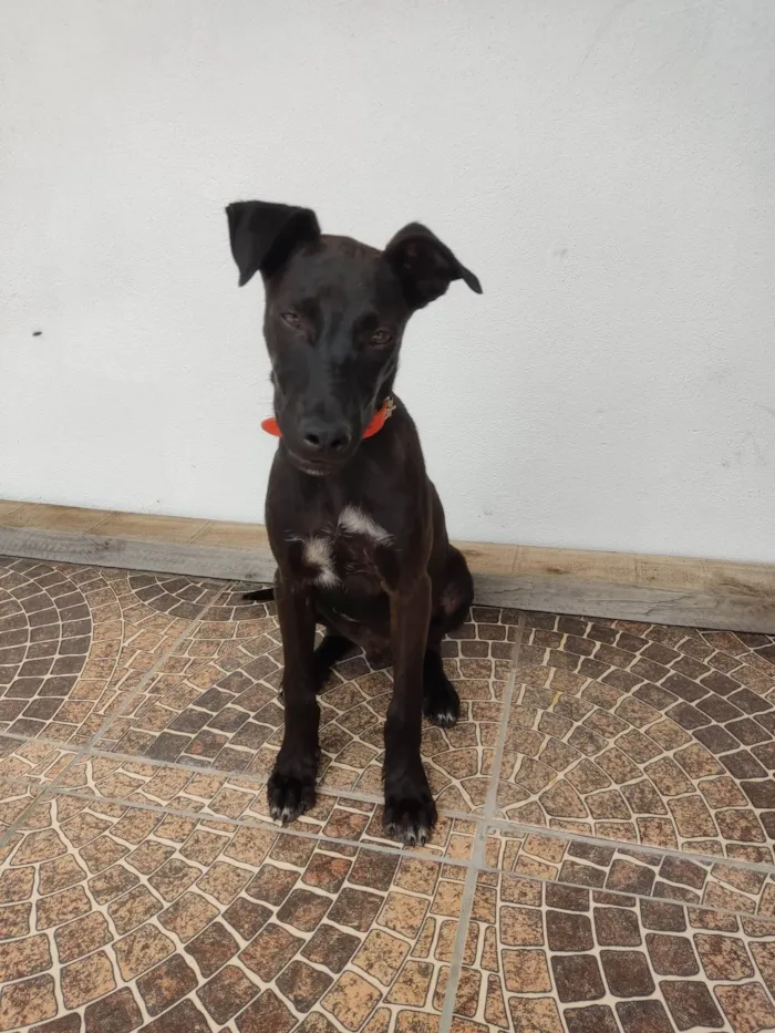 Cachorro ra a SRD-ViraLata idade 2 a 6 meses nome Feijão 