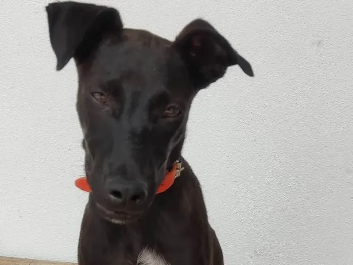 Cachorro ra a SRD-ViraLata idade 2 a 6 meses nome Feijão 