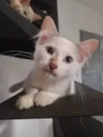 Gatos