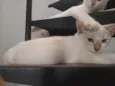 Gatos