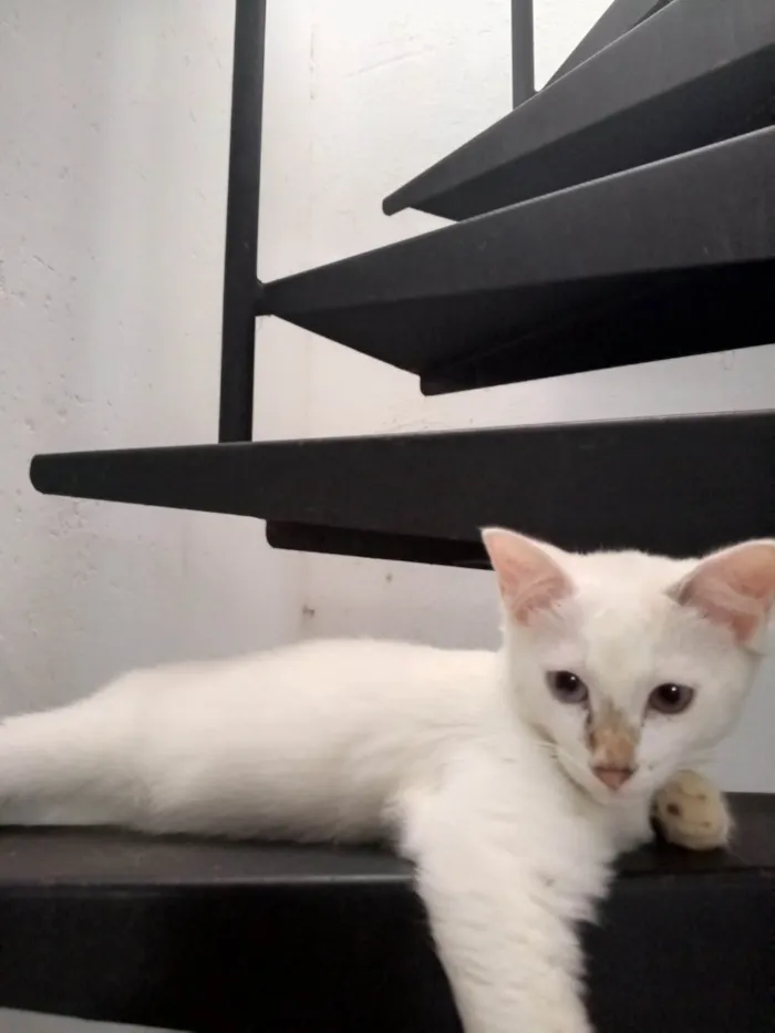 Gato ra a SRD-ViraLata idade 2 a 6 meses nome Gatos