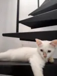 Gatos