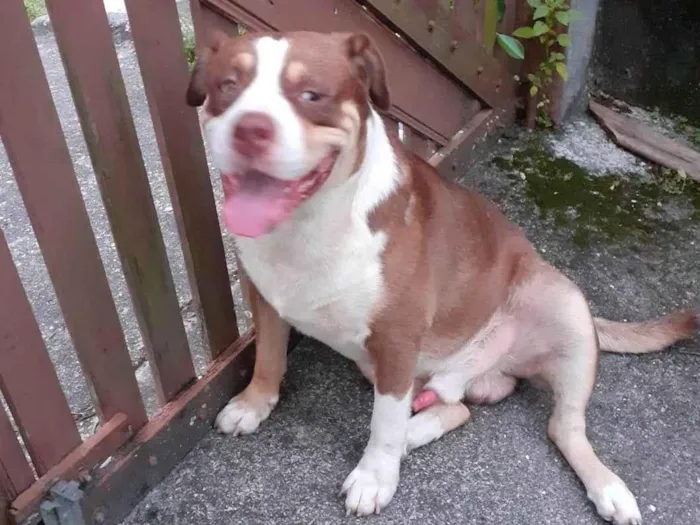 Cachorro ra a Pit-Bull idade 3 anos nome Patricia