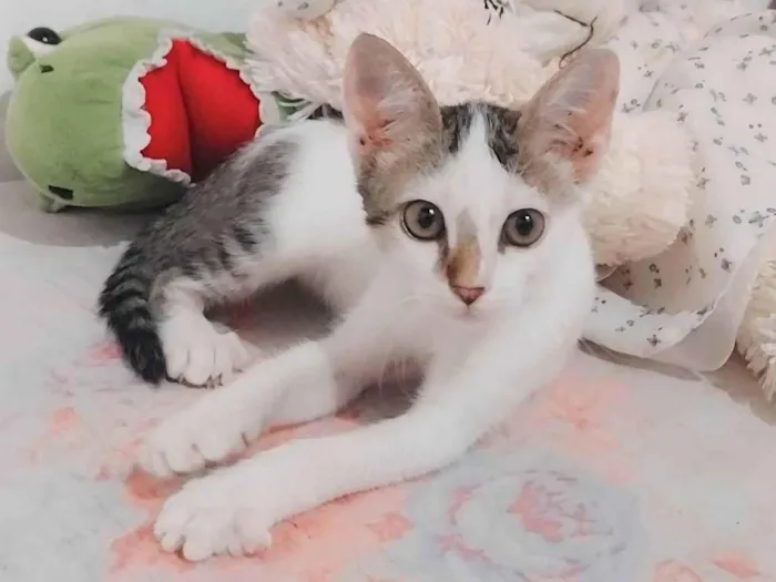 Gato ra a SRD-ViraLata idade 2 a 6 meses nome Tininha