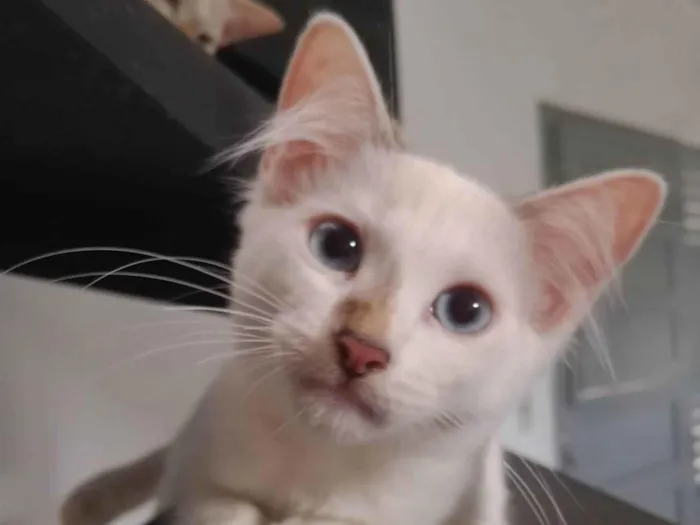 Gato ra a SRD-ViraLata idade 2 a 6 meses nome Gatos