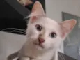 Gatos