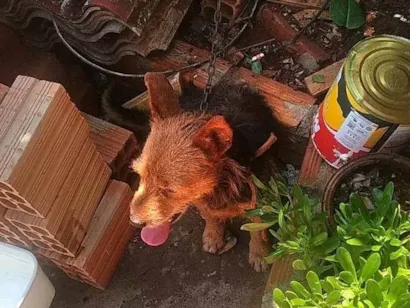 Cachorro raça SRD-ViraLata idade 1 ano nome Neguinho 