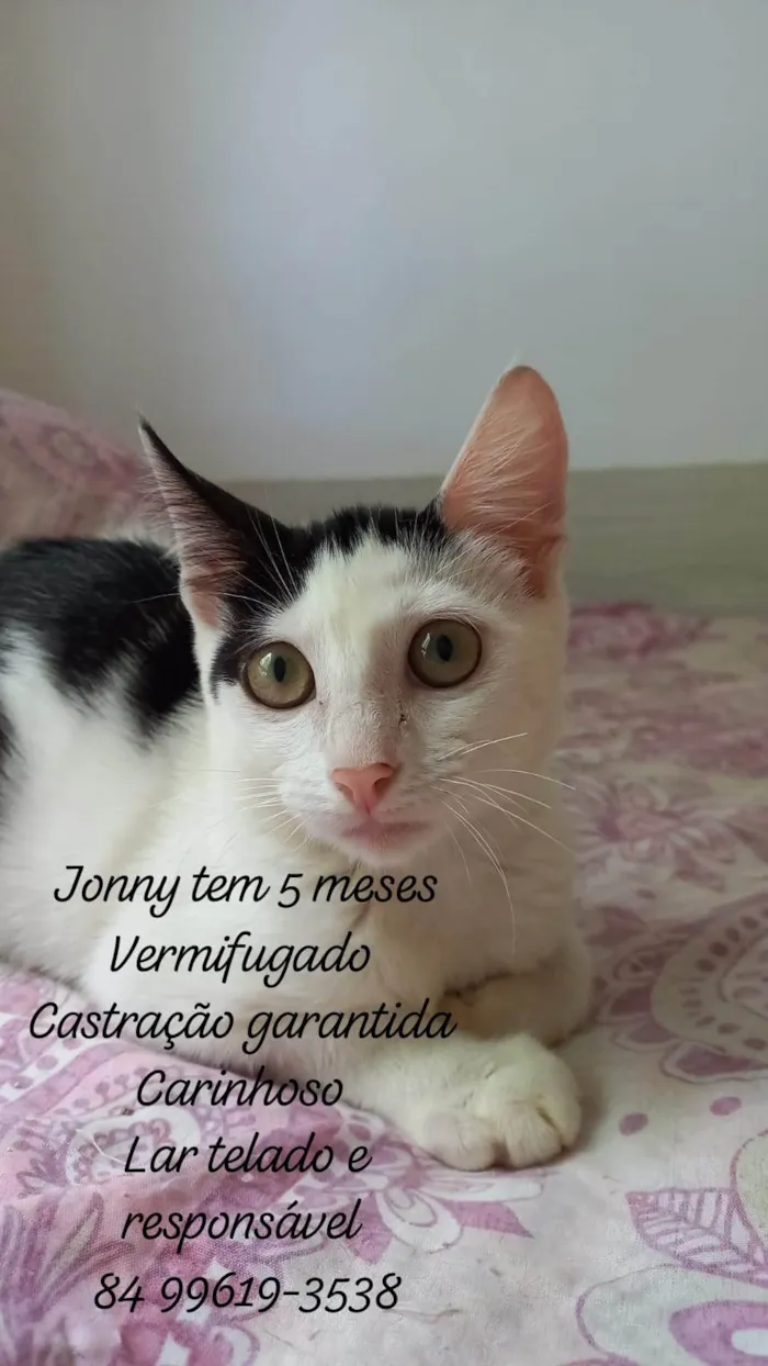 Gato ra a SRD-ViraLata idade 2 a 6 meses nome Jonny