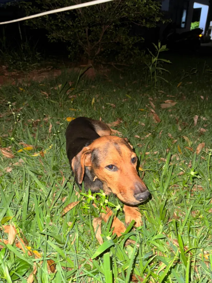 Cachorro ra a SRD-ViraLata idade 1 ano nome Desconhecido