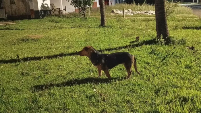 Cachorro ra a SRD-ViraLata idade 1 ano nome Desconhecido