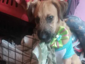 Cachorro raça Labrador idade 2 a 6 meses nome Lurdinha