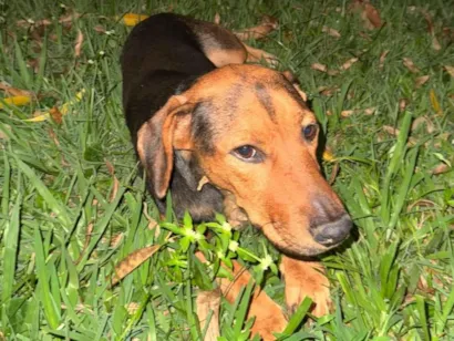 Cachorro raça SRD-ViraLata idade 1 ano nome Desconhecido