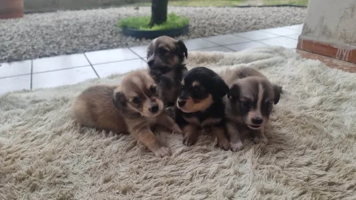 Cachorro ra a SRD-ViraLata idade Abaixo de 2 meses nome  filhotes 