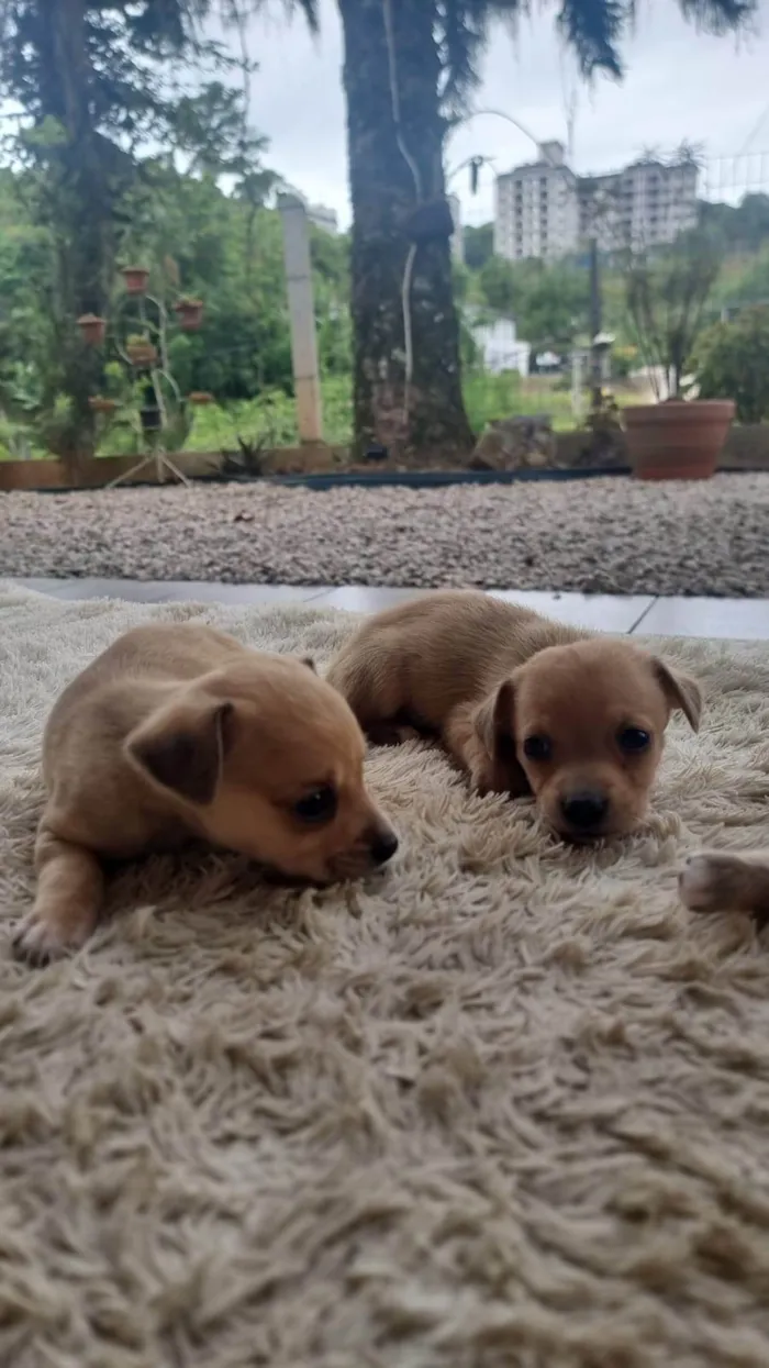 Cachorro ra a SRD-ViraLata idade Abaixo de 2 meses nome  filhotes 