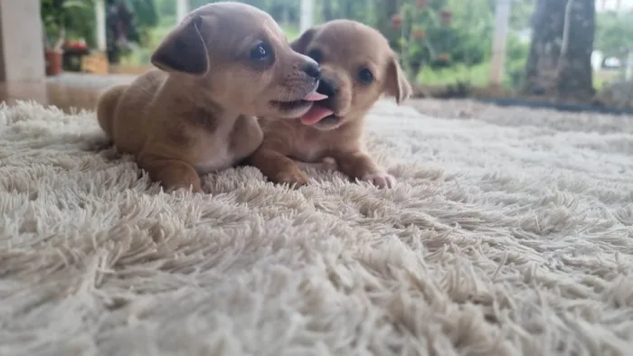 Cachorro ra a SRD-ViraLata idade Abaixo de 2 meses nome  filhotes 