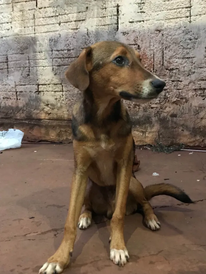 Cachorro ra a SRD-ViraLata idade 2 a 6 meses nome Major