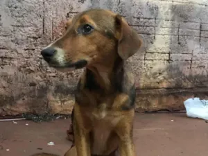 Cachorro raça SRD-ViraLata idade 2 a 6 meses nome Major