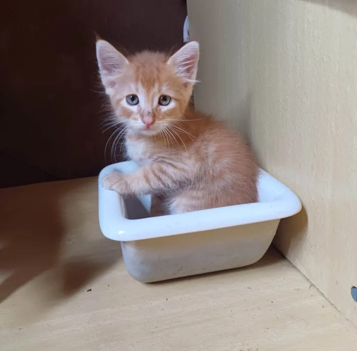 Gato ra a Persa idade Abaixo de 2 meses nome Laranja peludo adocao