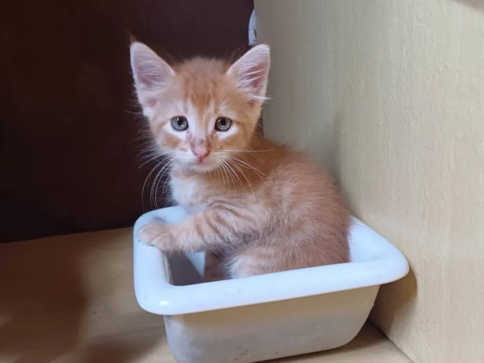 Gato ra a Persa idade Abaixo de 2 meses nome Laranja peludo adocao