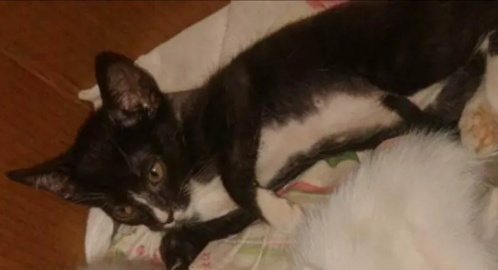 Gato ra a SRD-ViraLata idade 2 a 6 meses nome Andreza