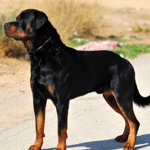 Cachorro ra a Rottweiler idade 1 ano nome Airon