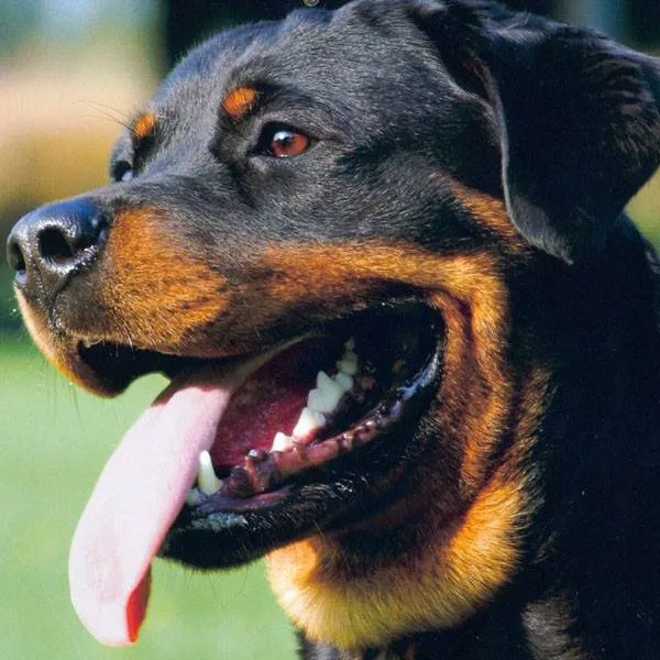 Cachorro ra a Rottweiler idade 1 ano nome Airon