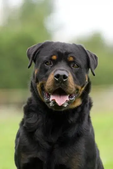 Cachorro ra a Rottweiler idade 1 ano nome Airon